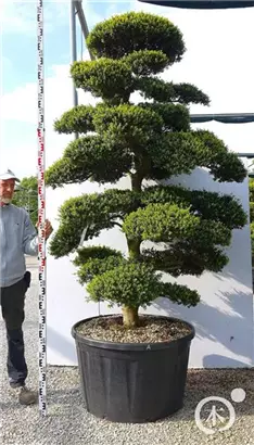 Japan-Stechpalme - Ilex crenata