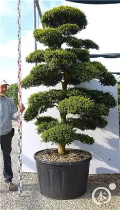 Japan-Stechpalme - Ilex crenata