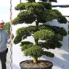 Ilex crenata, Gartenbonsai M30A - 230