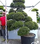 Japan-Stechpalme - Ilex crenata