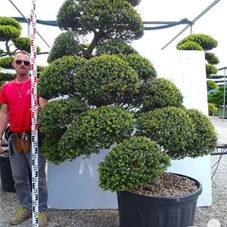 Ilex crenata, Gartenbonsai MRLn6 - 200