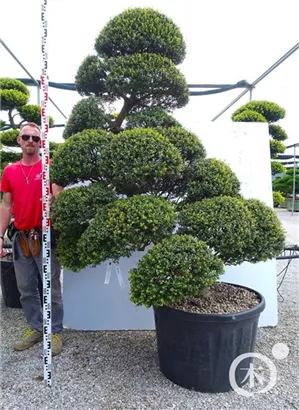 Japan-Stechpalme - Ilex crenata