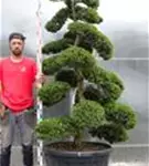 Japan-Stechpalme - Ilex crenata