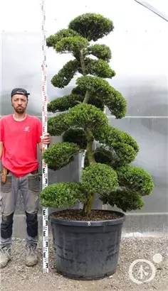 Japan-Stechpalme - Ilex crenata