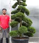 Japan-Stechpalme - Ilex crenata