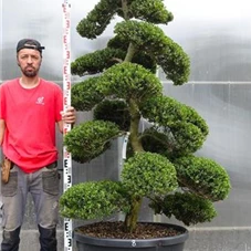 Ilex crenata, Gartenbonsai M28n8 - 190