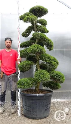 Japan-Stechpalme - Ilex crenata