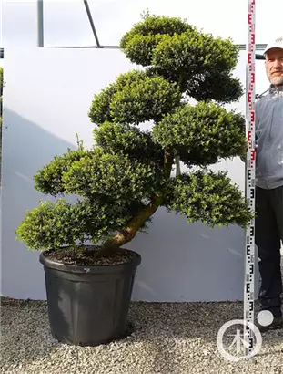 Japan-Stechpalme - Ilex crenata