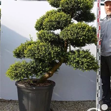 Ilex crenata, Gartenbonsai T14n7 - 130