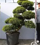 Japan-Stechpalme - Ilex crenata