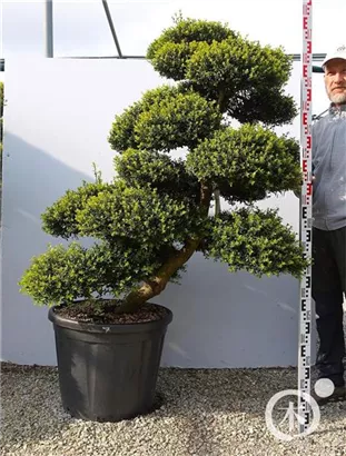 Japan-Stechpalme - Ilex crenata