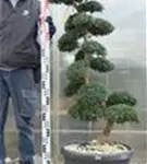 Japan-Stechpalme - Ilex crenata
