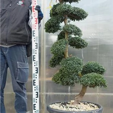 Ilex crenata, Gartenbonsai SK8n20 - 110