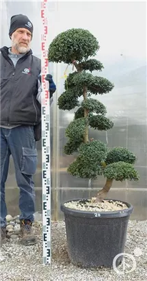 Japan-Stechpalme - Ilex crenata