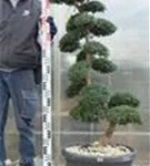 Japan-Stechpalme - Ilex crenata