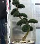 Japan-Stechpalme - Ilex crenata