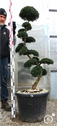 Japan-Stechpalme - Ilex crenata