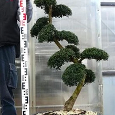 Ilex crenata, Gartenbonsai SK8n18 - 130