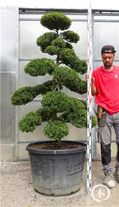 Japan-Stechpalme - Ilex crenata