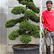 Ilex crenata, Gartenbonsai M28n2 - 160