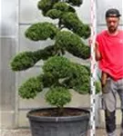 Japan-Stechpalme - Ilex crenata