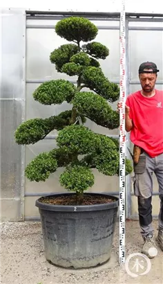 Japan-Stechpalme - Ilex crenata