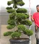 Japan-Stechpalme - Ilex crenata