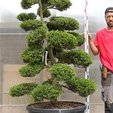 Ilex crenata, Gartenbonsai M28n1 - 190