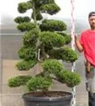 Japan-Stechpalme - Ilex crenata