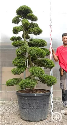 Japan-Stechpalme - Ilex crenata