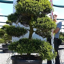 Ilex crenata, Gartenbonsai M28n13 - 210