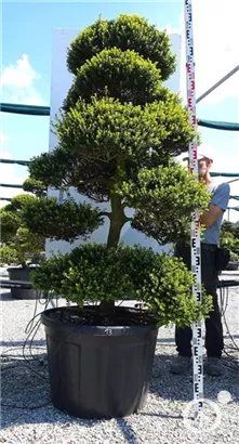 Japan-Stechpalme - Ilex crenata