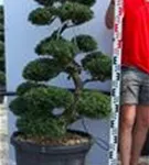 Japan-Stechpalme - Ilex crenata