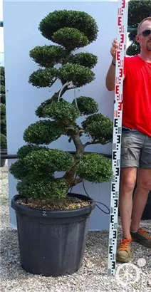Japan-Stechpalme - Ilex crenata
