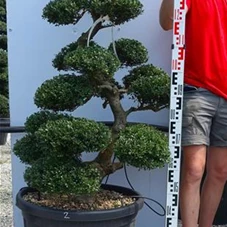 Ilex crenata, Gartenbonsai T42n2 - 130