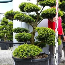 Ilex crenata, Gartenbonsai M4n9 - 150
