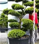 Japan-Stechpalme - Ilex crenata