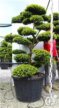 Japan-Stechpalme - Ilex crenata