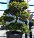 Japan-Stechpalme - Ilex crenata