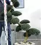 Japan-Stechpalme - Ilex crenata