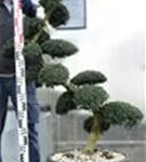 Japan-Stechpalme - Ilex crenata