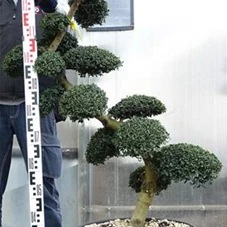 Ilex crenata, Gartenbonsai SK8n12 - 120