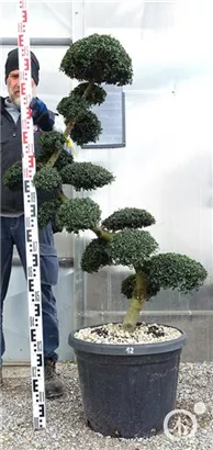 Japan-Stechpalme - Ilex crenata