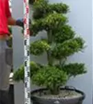 Japan-Stechpalme - Ilex crenata
