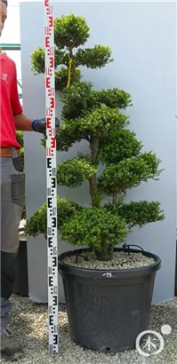 Japan-Stechpalme - Ilex crenata