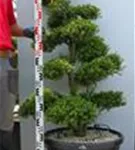 Japan-Stechpalme - Ilex crenata