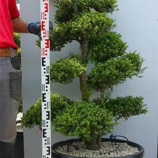 Ilex crenata, Gartenbonsai SK1n19 - 120