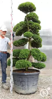 Japan-Stechpalme - Ilex crenata