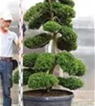 Japan-Stechpalme - Ilex crenata