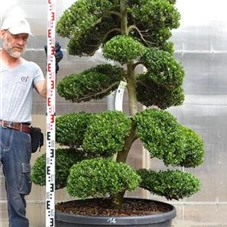 Ilex crenata, Gartenbonsai M28n14 - 170